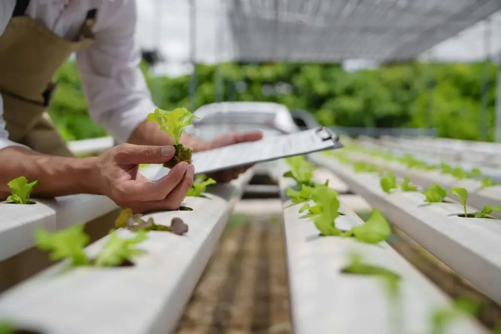 Diensten Oostkracht kassen groei planten led